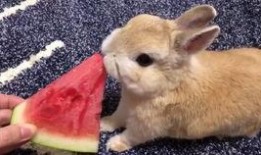 娱乐吃瓜酱兔子视频大全,盘点热门视频大全